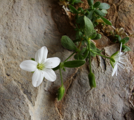 Arenaria huteri / Arenaria di Huter